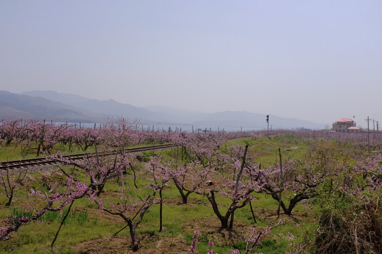 五一的时候到处都是桃花
